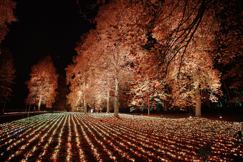 Windsor Great Park Illuminated